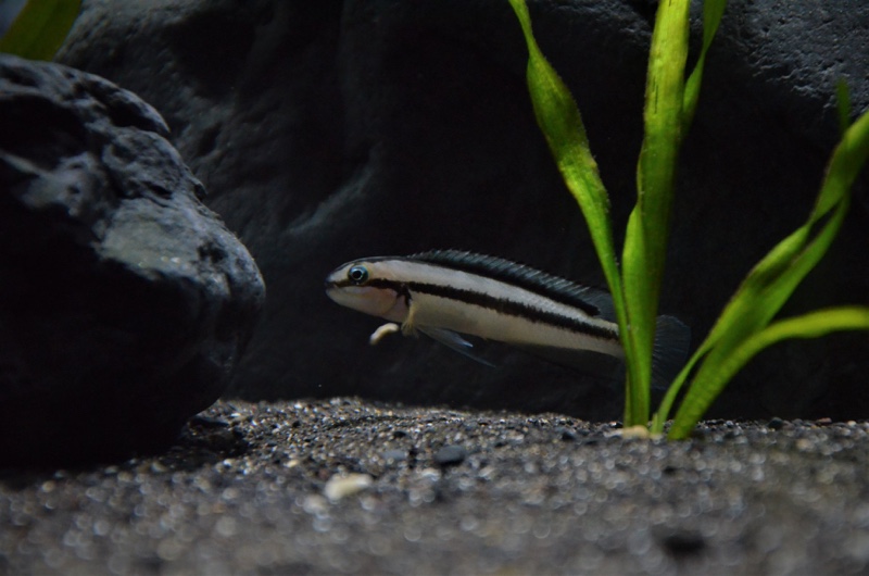 Telmatochromis vittatus